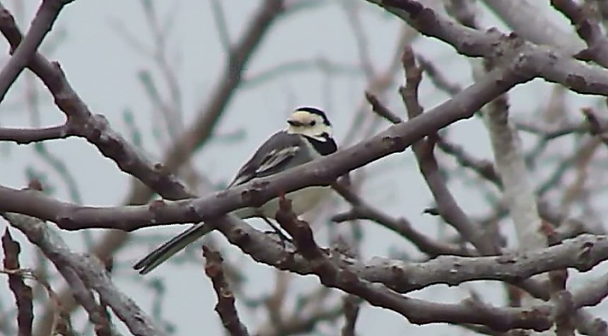 Uccelli D Italia Ballerina Bianca Youreporter